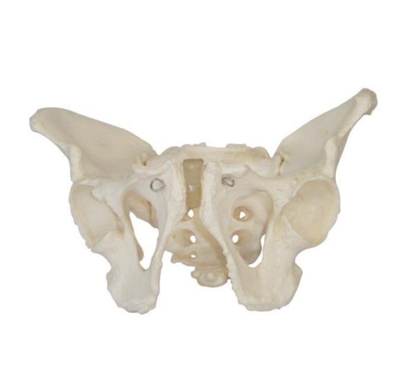 Adult Male Pelvis