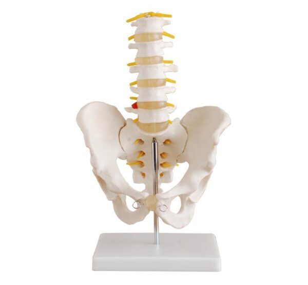 Life-size Pelvis With 5pcs Lumber Vertebrae