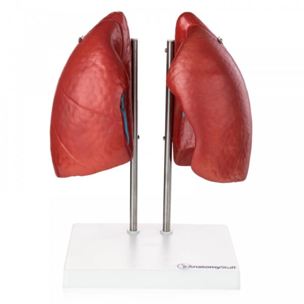 Human Lung Model (2 Parts)