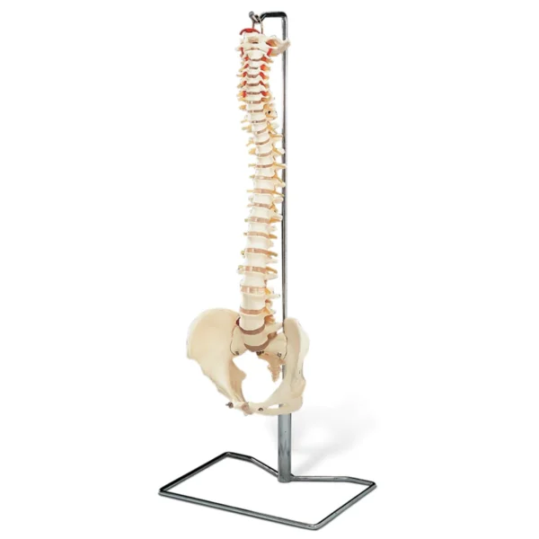 Life-size Human Vertebral Column With Pelvis (flexible)