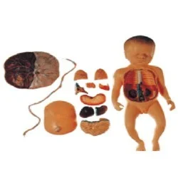 Baby With Fetus, Viscus And Placenta (soft)
